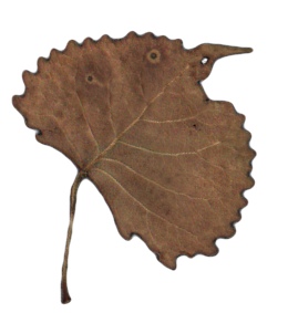 Cottonwood Leaf